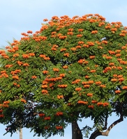 African tulip tree